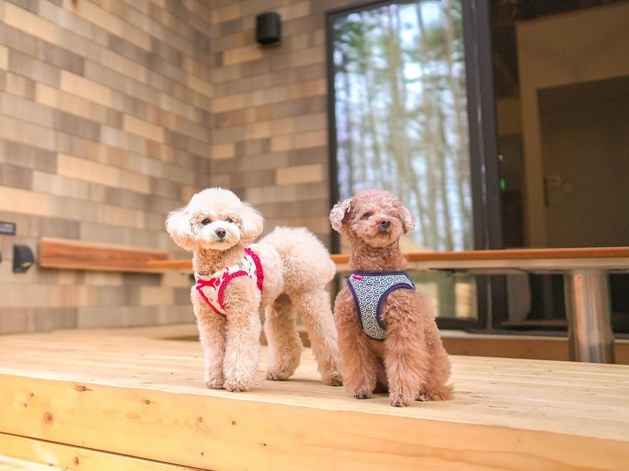 Rakuten Stay Villa Fujikawaguchiko Forest Exterior photo